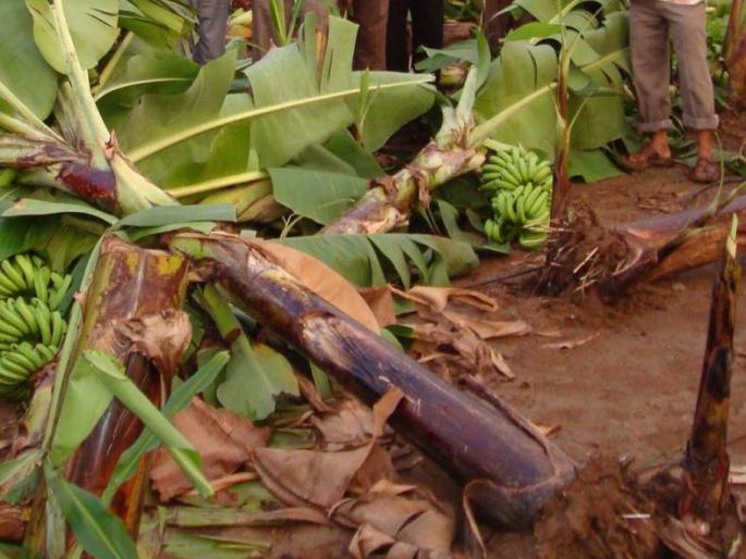  Banana growers in Jalgaon district get only 18 thousand rupees per hectare | जळगाव जिल्ह्यातील केळी उत्पादकांना प्रतिहेक्टरी फक्त १८ हजाराची मदत