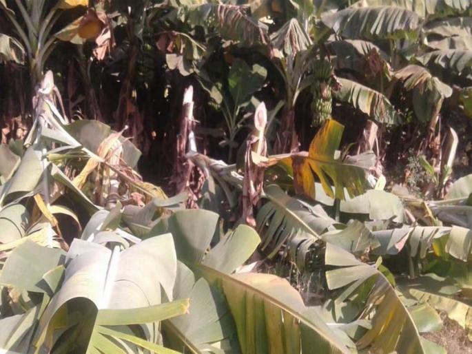 Banana crops cause damage | मोड शिवारात केळी पिकांचे होतेय नुकसान Banana crops cause damage | मोड शिवारात केळी पिकांचे होतेय नुकसान