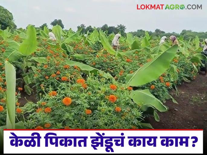 Latest News Agriculture News Cultivation of marigold as an intercrop in banana crop in jalgaon | केळी पिकात आंतरपीक म्हणून झेंडूची लागवड, उत्पन्न वाढतंय का, शेतकऱ्यांचा अनुभव काय सांगतो? 