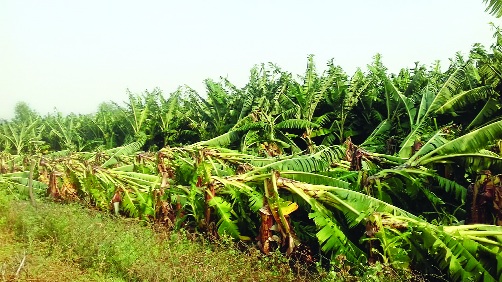 The wind blows with the windstorm | वादळी वाऱ्यासह पावसाने झोडपले The wind blows with the windstorm | वादळी वाऱ्यासह पावसाने झोडपले