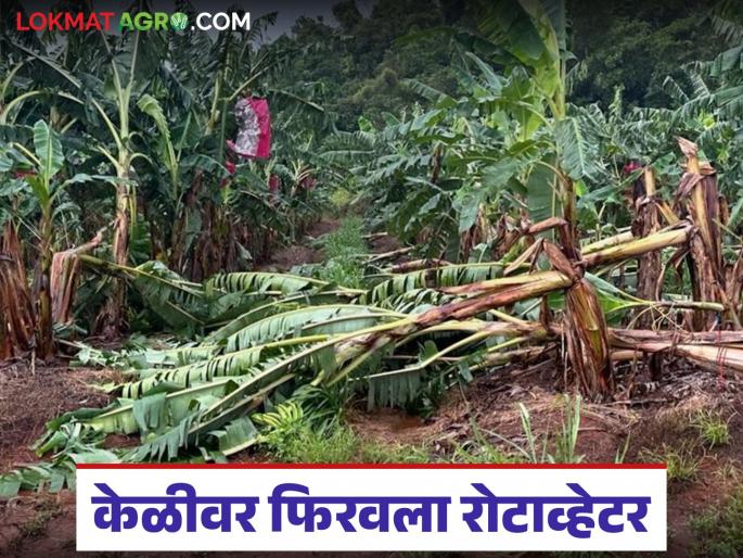 Latest news Farmer turns rotavator on six acres of standing banana, causing loss of lakhs | शेतकऱ्यानं सहा एकरावरील उभ्या केळीवर रोटाव्हेटर फिरवला, लाखोंचं नुकसान Latest news Farmer turns rotavator on six acres of standing banana, causing loss of lakhs | शेतकऱ्यानं सहा एकरावरील उभ्या केळीवर रोटाव्हेटर फिरवला, लाखोंचं नुकसान