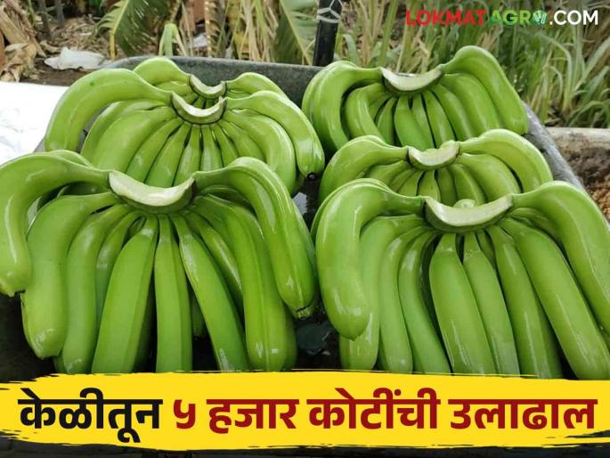 In this district, banana cultivation is done throughout the year from exportable bananas with a turnover of 5 thousand crores | या जिल्ह्यात वर्षभर केळीची लागवड निर्यातक्षम केळीतून होतेय ५ हजार कोटींची उलाढाल In this district, banana cultivation is done throughout the year from exportable bananas with a turnover of 5 thousand crores | या जिल्ह्यात वर्षभर केळीची लागवड निर्यातक्षम केळीतून होतेय ५ हजार कोटींची उलाढाल