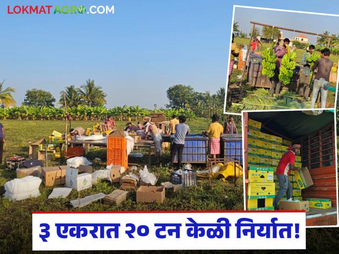 latest news Farmer Success Story: Harun Sheikh's advanced farming shines; Ashti's bananas directly to Iran Read in detail | Farmer Success Story : हरुण शेख यांची प्रगत शेती चमकली; आष्टीची केळी थेट इराणमध्ये वाचा सविस्तर