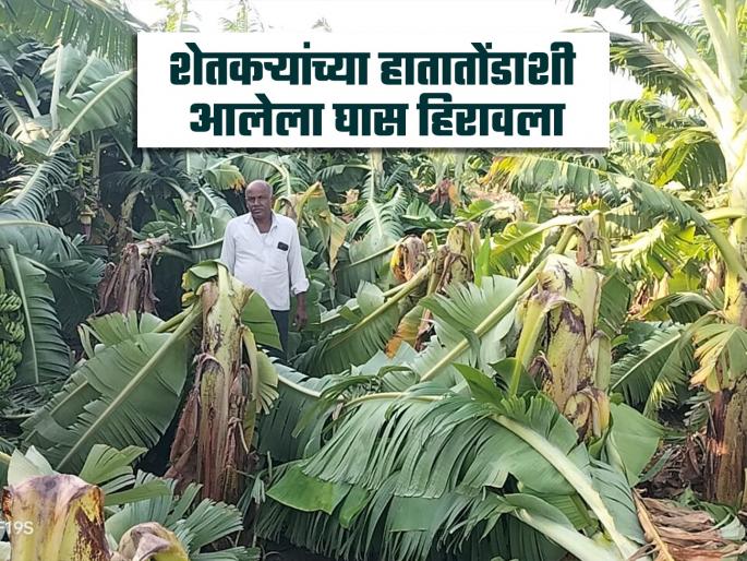 Nanded: Banana orchards, which were cultivated with great effort in the scorching heat, were destroyed by a storm | Nanded: उन्हाच्या तडाख्यात मोठ्या कष्टाने जगवलेल्या केळीच्या बागा वादळीवाऱ्याने उद्धवस्त