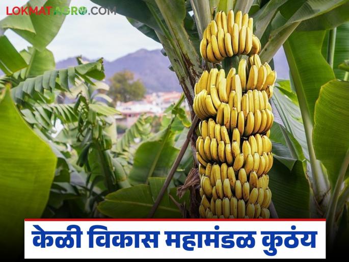 Latest Neqws Two years after the announcement, Banana Development Corporation still not established | घोषणा होऊन दोन वर्षे झाली, केळी विकास महामंडळ कुठंय, शेतकऱ्यांमध्ये तीव्र संताप Latest Neqws Two years after the announcement, Banana Development Corporation still not established | घोषणा होऊन दोन वर्षे झाली, केळी विकास महामंडळ कुठंय, शेतकऱ्यांमध्ये तीव्र संताप
