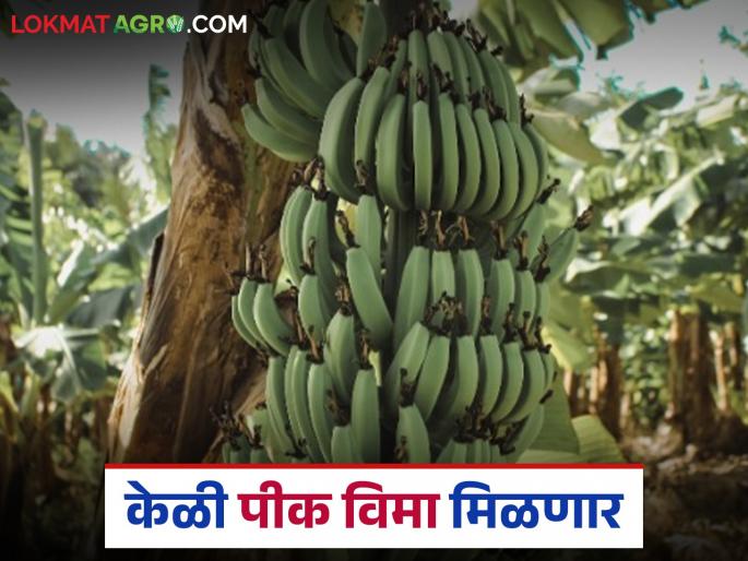 Administrative hurdle in banana insurance removed, see District Collector said | Keli Pik Vima : केळी विम्यातील प्रशासकीय अडसर झाला दूर, जिल्हाधिकारी काय म्हणाले पहा 