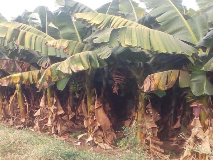 Crushing banana crop in the hot intensity of summer | उन्हाच्या वाढत्या तीव्रतेचा केळी पिकाला फटका Crushing banana crop in the hot intensity of summer | उन्हाच्या वाढत्या तीव्रतेचा केळी पिकाला फटका