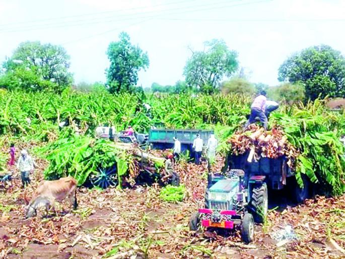 For fencing for Kunas, Kunana Saran | कुणासाठी वैरण तर कुणासाठी सरण