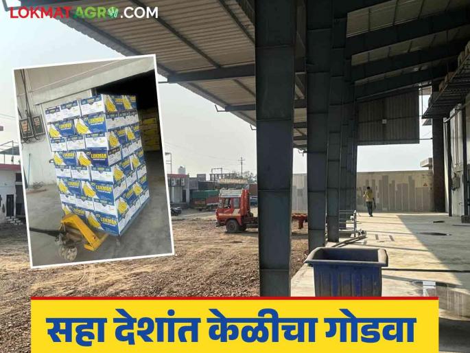 Banana Export: A young man from Muktainagar has brought the sweetness of bananas to six countries, read in detail | Banana Export : मुक्ताईनगरच्या तरुणाने सहा देशात पोहोचवला केळीचा गोडवा, वाचा सविस्तर  Banana Export: A young man from Muktainagar has brought the sweetness of bananas to six countries, read in detail | Banana Export : मुक्ताईनगरच्या तरुणाने सहा देशात पोहोचवला केळीचा गोडवा, वाचा सविस्तर