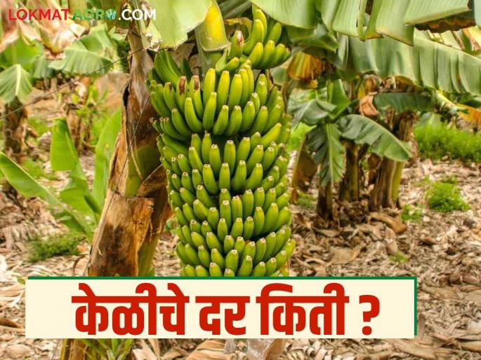 Banana Market: What are the prices of bananas as soon as harvesting starts? Find out in detail | Banana Market: तोडणी सुरु होताच केळीचे दर किती? जाणून घ्या सविस्तर Banana Market: What are the prices of bananas as soon as harvesting starts? Find out in detail | Banana Market: तोडणी सुरु होताच केळीचे दर किती? जाणून घ्या सविस्तर
