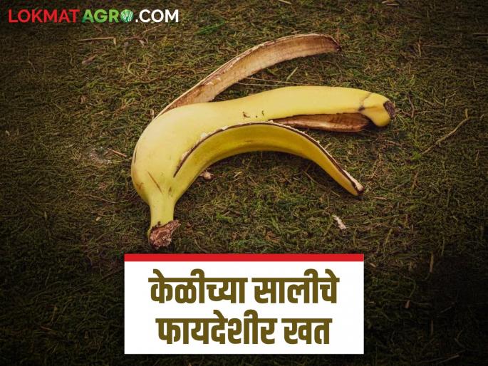 Latest News Kelichya Saliche Khat Don't throw away banana peels, make them into fertilizer | Banana Fertilizer : केळीच्या साली फेकू नका, असं बनवा फायदेशीर खत, जाणून घ्या सविस्तर 