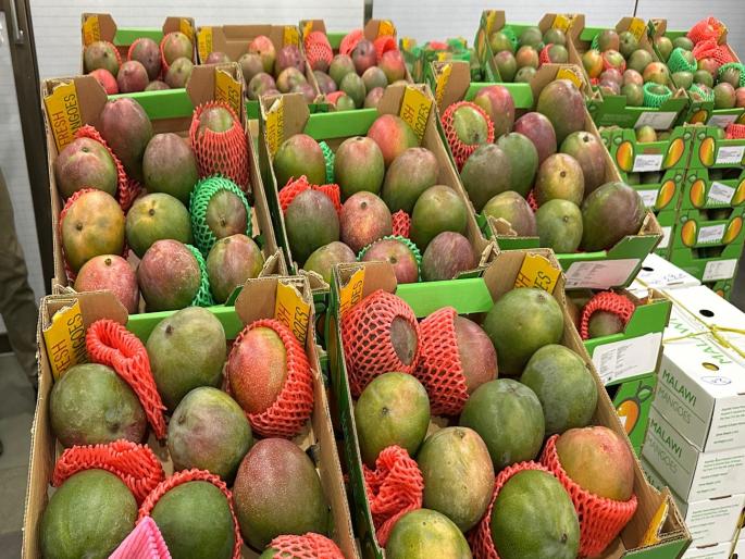 Malawi Kent mangoes arrive in Mumbai for the first time, sold at Rs 625 to Rs 675 per kg | मुंबईत पहिल्यांदाच मलावी केंट आंब्याची आवक, प्रतिकिलो ६२५ ते ६७५ रूपये दराने विक्री Malawi Kent mangoes arrive in Mumbai for the first time, sold at Rs 625 to Rs 675 per kg | मुंबईत पहिल्यांदाच मलावी केंट आंब्याची आवक, प्रतिकिलो ६२५ ते ६७५ रूपये दराने विक्री