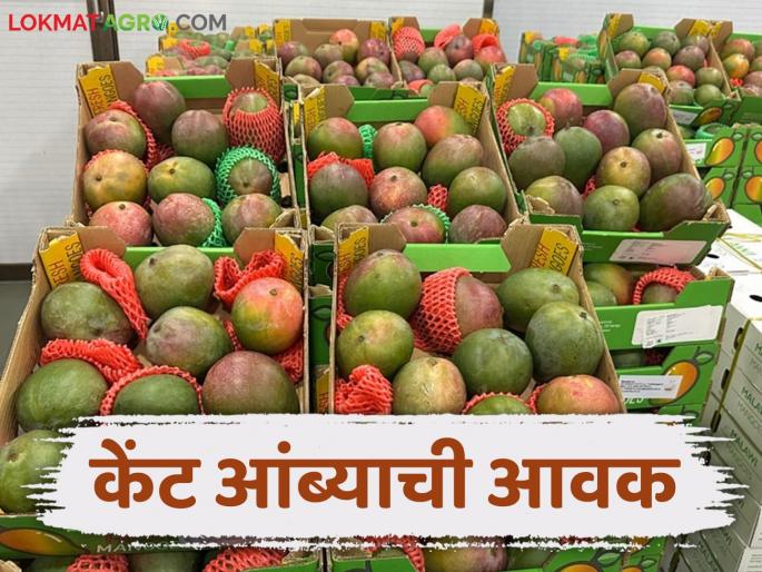 Malawi's Kent mangoes arrive in Mumbai for the first time; How are they getting the price per box? | मलावीच्या केंट आंब्याची पहिल्यांदाच मुंबईत आवक; बॉक्सला कसा मिळतोय दर Malawi's Kent mangoes arrive in Mumbai for the first time; How are they getting the price per box? | मलावीच्या केंट आंब्याची पहिल्यांदाच मुंबईत आवक; बॉक्सला कसा मिळतोय दर
