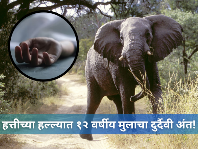 Uttarakhand Elephant Attack News: 12 Year Old boy killed in wild elephant attack in Dehradun | Elephant Attack: स्कूटरवरून खेचलं, सोंडेनं उचलून जमिनीवर आपटलं, मग...; हत्तीच्या हल्ल्यात मुलगा ठार Uttarakhand Elephant Attack News: 12 Year Old boy killed in wild elephant attack in Dehradun | Elephant Attack: स्कूटरवरून खेचलं, सोंडेनं उचलून जमिनीवर आपटलं, मग...; हत्तीच्या हल्ल्यात मुलगा ठार