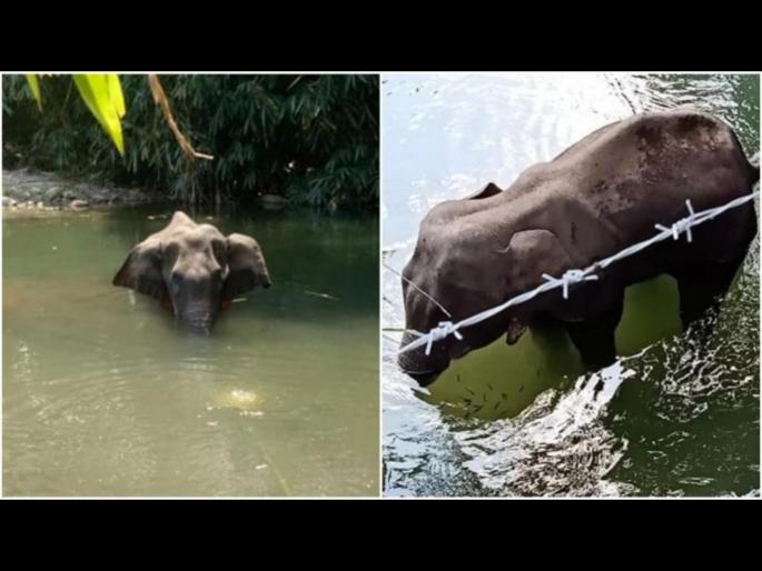 Kerala: Pregnant elephant dies standing in water after locals feed her pineapple laced with explosives svg | निर्दयी मनुष्य; गर्भवती हत्तीची निर्घृण हत्या; भुकेनं व्याकुळ भटकत होती वणवण Kerala: Pregnant elephant dies standing in water after locals feed her pineapple laced with explosives svg | निर्दयी मनुष्य; गर्भवती हत्तीची निर्घृण हत्या; भुकेनं व्याकुळ भटकत होती वणवण