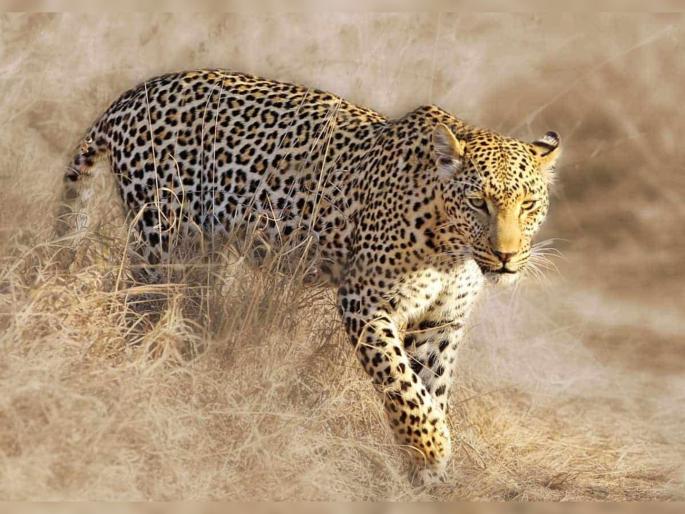 Five held in Kerala for killing leopard and eating its meat | माणूसकी हरवत चाललीय; जाळ्यात अडकलेल्या बिबट्याला शिजवून खाल्लं! Five held in Kerala for killing leopard and eating its meat | माणूसकी हरवत चाललीय; जाळ्यात अडकलेल्या बिबट्याला शिजवून खाल्लं!