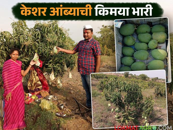 Left his job in Pune and started farming kesar mango; earned Rs 5 lakh a year | पुण्यातली नोकरी सोडली आणि केशर आंब्याची शेती केली; वर्षाला ५ लाख रुपयांची कमाई झाली Left his job in Pune and started farming kesar mango; earned Rs 5 lakh a year | पुण्यातली नोकरी सोडली आणि केशर आंब्याची शेती केली; वर्षाला ५ लाख रुपयांची कमाई झाली