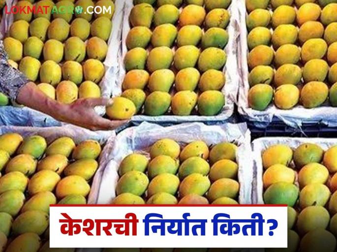Kesar Mango Export: Export of 'Kesar' involving 1500 Amarayas of Marathwada | Kesar Mango Export: 'केशर'च्या निर्यातीत मराठवाड्यातील १५०० आमरायांचा समावेश Kesar Mango Export: Export of 'Kesar' involving 1500 Amarayas of Marathwada | Kesar Mango Export: 'केशर'च्या निर्यातीत मराठवाड्यातील १५०० आमरायांचा समावेश