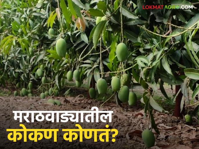 Kesar Mango: latest news Which is the Konkan of Marathwada for sweet mangoes? Read in detail | Kesar Mango : गोड आंब्यांचं मराठवाड्यातील कोकण कोणतं? वाचा सविस्तर Kesar Mango: latest news Which is the Konkan of Marathwada for sweet mangoes? Read in detail | Kesar Mango : गोड आंब्यांचं मराठवाड्यातील कोकण कोणतं? वाचा सविस्तर
