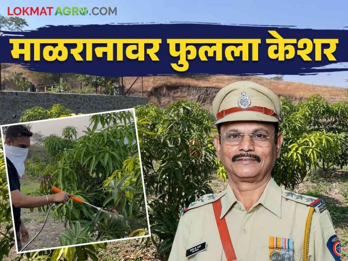 Israel Mango Cultivation Method : A kesar mango was cultivated by father and son in Israeli method on barren land | Israel Mango Cultivation Method : पडीक जमिनीवर पितापुत्राने इस्राइल पद्धतीने फुलवली केशर आंब्याची बाग Israel Mango Cultivation Method : A kesar mango was cultivated by father and son in Israeli method on barren land | Israel Mango Cultivation Method : पडीक जमिनीवर पितापुत्राने इस्राइल पद्धतीने फुलवली केशर आंब्याची बाग