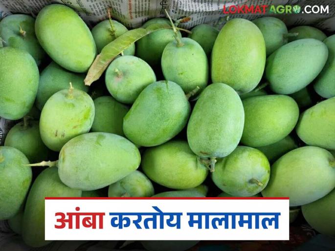 Subsidized mango crop has enriched farmers in these drought-hit talukas of the state | अनुदानावरील आंबा पिकाने राज्यातील या दुष्काळी तालुक्यांतील शेतकऱ्यांना केले मालामाल