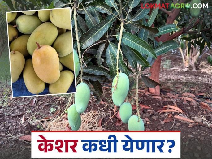 This year kesar mangoes have also been affected by the weather; how many days will it take to reach the market? | यंदा केशर आंब्यालाही हवामानाचा फटका; बाजारात येण्यासाठी अजून किती दिवस लागणार? This year kesar mangoes have also been affected by the weather; how many days will it take to reach the market? | यंदा केशर आंब्यालाही हवामानाचा फटका; बाजारात येण्यासाठी अजून किती दिवस लागणार?