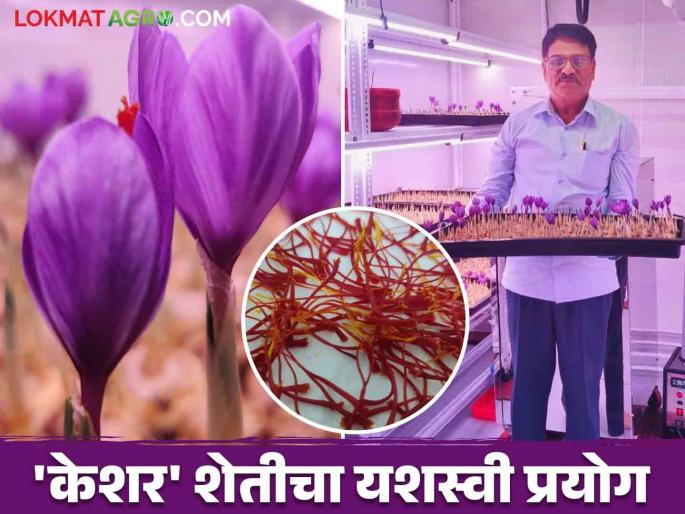 Saffron Farming : 'Saffron' farming in Kashmir is also possible in our Marathwada; Read the detailed success story of Keshar Pharma, founded by a retired agriculture officer | Saffron Farming : काश्मिरातील 'केशर'ची शेती आपल्या मराठवाड्यातही शक्य; निवृत्त कृषी अधिकाऱ्याने केली केशर फार्माची निर्मित्ती वाचा त्यांची यशकथा सविस्तर Saffron Farming : 'Saffron' farming in Kashmir is also possible in our Marathwada; Read the detailed success story of Keshar Pharma, founded by a retired agriculture officer | Saffron Farming : काश्मिरातील 'केशर'ची शेती आपल्या मराठवाड्यातही शक्य; निवृत्त कृषी अधिकाऱ्याने केली केशर फार्माची निर्मित्ती वाचा त्यांची यशकथा सविस्तर
