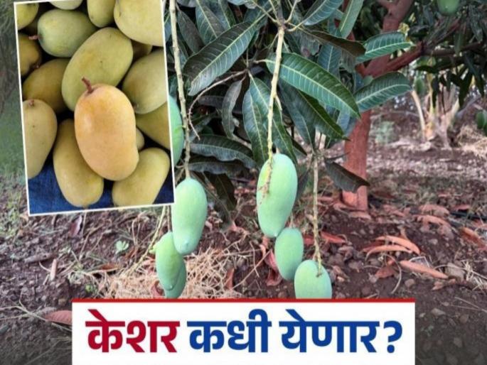 We will have to wait another 20 to 25 days for the saffron mangoes of Indapur. | इंदापूरच्या केशर आंब्यासाठी आणखी २० ते २५ दिवसांची पाहावी लागणार वाट  