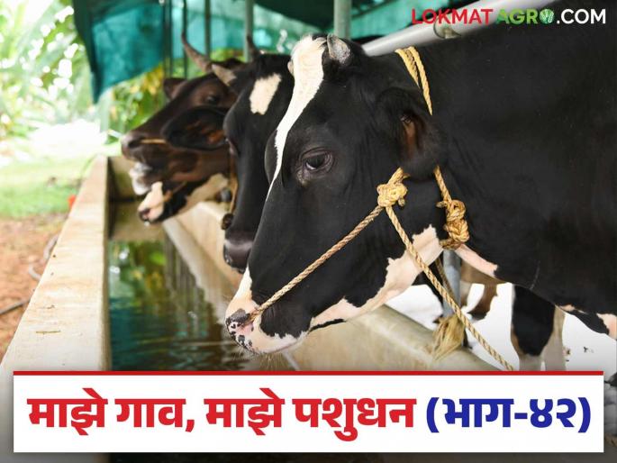 Cow buffalo eats fodder after delivery but does not eat any livestock feed; could this be a disease? Get treatment immediately | गाय म्हैस व्याल्यानंतर चारा खाते, रवंथ करते पण भरडाच खात नाही; असू शकतो हा आजार? त्वरित करा उपचार Cow buffalo eats fodder after delivery but does not eat any livestock feed; could this be a disease? Get treatment immediately | गाय म्हैस व्याल्यानंतर चारा खाते, रवंथ करते पण भरडाच खात नाही; असू शकतो हा आजार? त्वरित करा उपचार