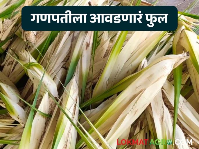 Along with Durva, this flower, which is loved by Ganesha, is becoming rare; It is fetching a price of Rs 1000 per kilo | दुर्वाबरोबरच गणपतीला आवडणारे 'हे' फुल होतंय दुर्मिळ; किलोला मिळतोय १००० रुपये भाव