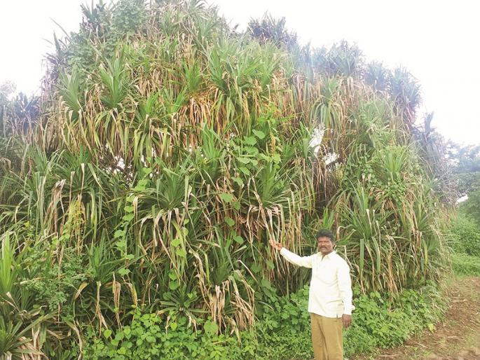 The last breath of the 13th-century Kewadaban near Doulatabad in Aurangabad | दौलताबाद किल्ल्यामागचे १३ व्या शतकातील केवडाबन मोजतय अंतिम घटका
