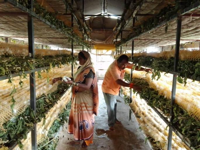 Is there complete irrigation facility? Then get down to sericulture! | सिंचनाची पूर्ण सोय आहे? मग जोमाने उतरा रेशीम शेतीत! Is there complete irrigation facility? Then get down to sericulture! | सिंचनाची पूर्ण सोय आहे? मग जोमाने उतरा रेशीम शेतीत!