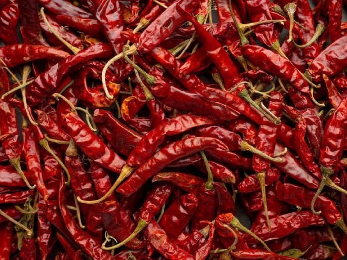 The price of dried Gavran pepper of Tejapur fell, the production cost of the farmers did not go away | वाळलेल्या तेजापूरच्या गावरान मिरचीचा भाव कोसळला, शेतकऱ्यांचा उत्पादन खर्चही निघेना The price of dried Gavran pepper of Tejapur fell, the production cost of the farmers did not go away | वाळलेल्या तेजापूरच्या गावरान मिरचीचा भाव कोसळला, शेतकऱ्यांचा उत्पादन खर्चही निघेना