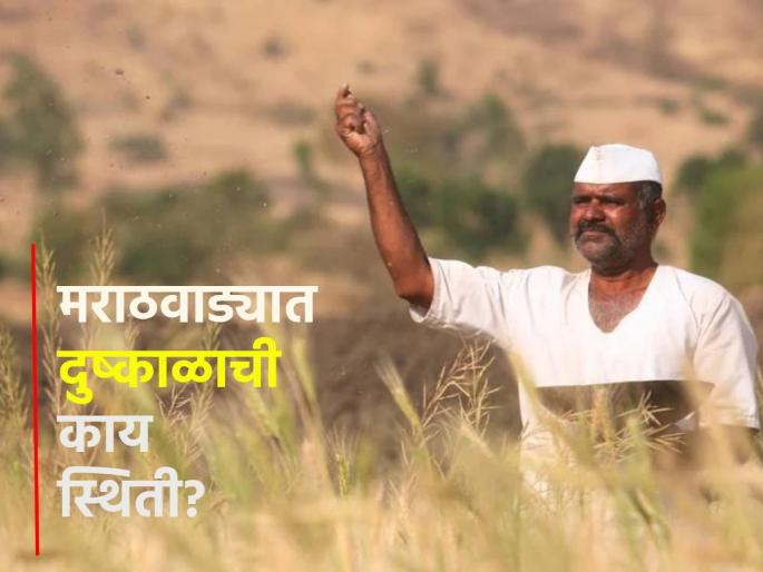 Drought in 14 talukas of Marathwada, what is the situation in the state? | मराठवाड्यातील १४ तालुक्यांत दुष्काळ, राज्यात काय परिस्थिती? Drought in 14 talukas of Marathwada, what is the situation in the state? | मराठवाड्यातील १४ तालुक्यांत दुष्काळ, राज्यात काय परिस्थिती?