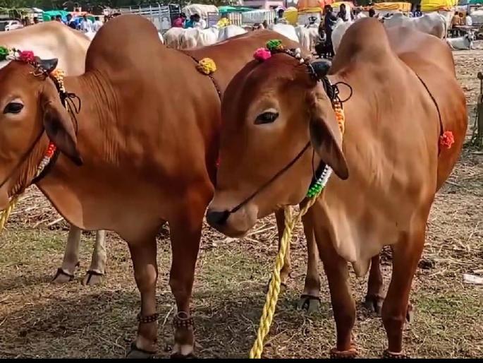 Will there be a discussion about Lal Kandhari Gosvardhana Kendra? | लाल कंधारी गोसंवर्धन केंद्राबाबत चर्चा होणार का? Will there be a discussion about Lal Kandhari Gosvardhana Kendra? | लाल कंधारी गोसंवर्धन केंद्राबाबत चर्चा होणार का?