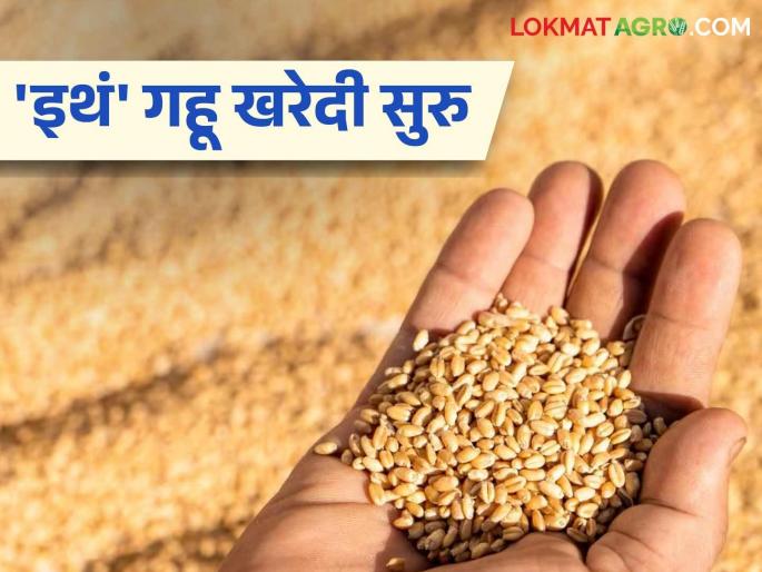 Latest News Gahu Kharedi wheat procurement begins today in madhya pradesh at msp rs 2600 per quintal see details | Gahu Kharedi : आजपासून 'या' राज्यात गव्हाच्या खरेदीला सुरुवात, भाव किती रुपये? वाचा सविस्तर 