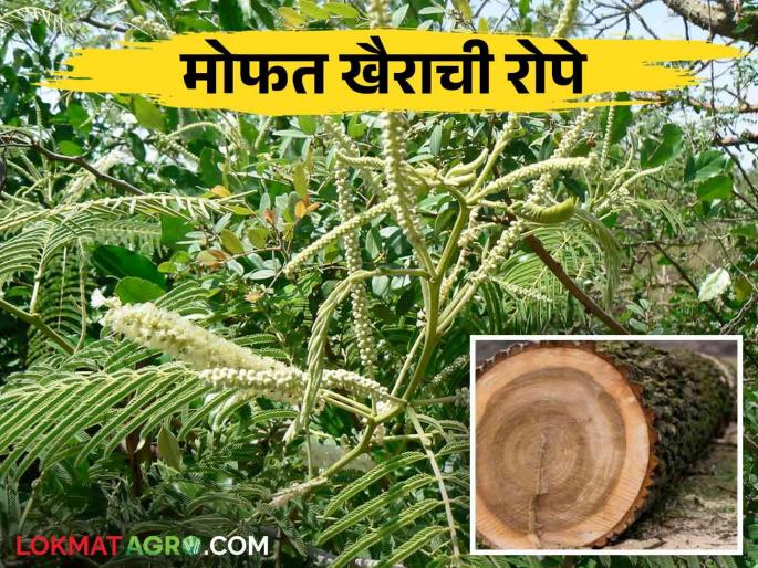 The market price of the wood of this tree is Rs. 90,000 per tone, read more | या झाडाच्या लाकडास प्रतिटन ९०,००० रूपये इतकं बाजारमुल्य, वाचा सविस्तर The market price of the wood of this tree is Rs. 90,000 per tone, read more | या झाडाच्या लाकडास प्रतिटन ९०,००० रूपये इतकं बाजारमुल्य, वाचा सविस्तर