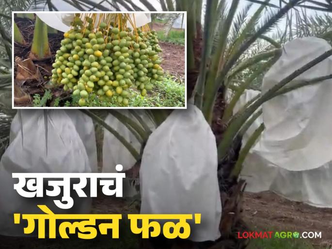 latest news Farmer Success Story: 'London Return' young farmer's experiment in date farming; Direct income of Rs 40 lakhs! Read in detail | Farmer Success Story: 'लंडन रिटर्न' तरुण शेतकऱ्याचा खजुर शेतीत धमाका; थेट ४० लाखांचं उत्पन्न! वाचा सविस्तर latest news Farmer Success Story: 'London Return' young farmer's experiment in date farming; Direct income of Rs 40 lakhs! Read in detail | Farmer Success Story: 'लंडन रिटर्न' तरुण शेतकऱ्याचा खजुर शेतीत धमाका; थेट ४० लाखांचं उत्पन्न! वाचा सविस्तर