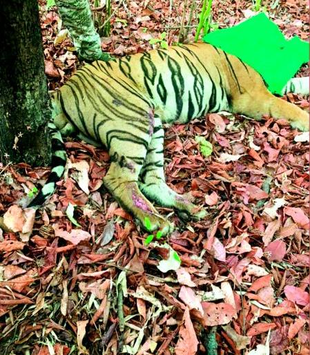 Khali paralyzed: Treatment at Gorewada Rescue Center | ‘खली’ला अर्धांगवायूने ग्रासले : गोरेवाडा रेस्क्यू सेंटरमध्ये उपचार Khali paralyzed: Treatment at Gorewada Rescue Center | ‘खली’ला अर्धांगवायूने ग्रासले : गोरेवाडा रेस्क्यू सेंटरमध्ये उपचार