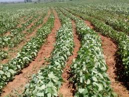 Relief to crops by rain; The water stock in irrigation projects also increased | पावसाने पिकांना दिलासा; सिंचन प्रकल्पांमधील जलसाठाही वाढला Relief to crops by rain; The water stock in irrigation projects also increased | पावसाने पिकांना दिलासा; सिंचन प्रकल्पांमधील जलसाठाही वाढला