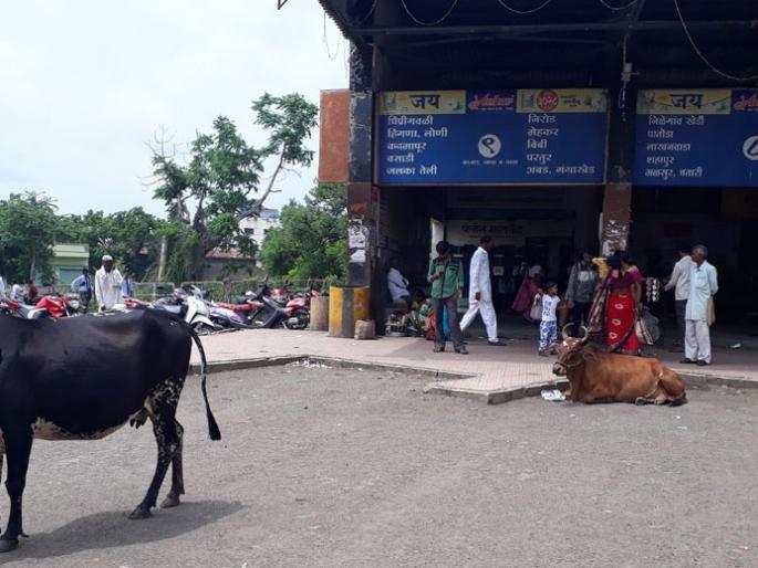 Free public transport in the bus station! | बसस्थानकात मोकाट जनावरांचा मुक्त संचार! Free public transport in the bus station! | बसस्थानकात मोकाट जनावरांचा मुक्त संचार!