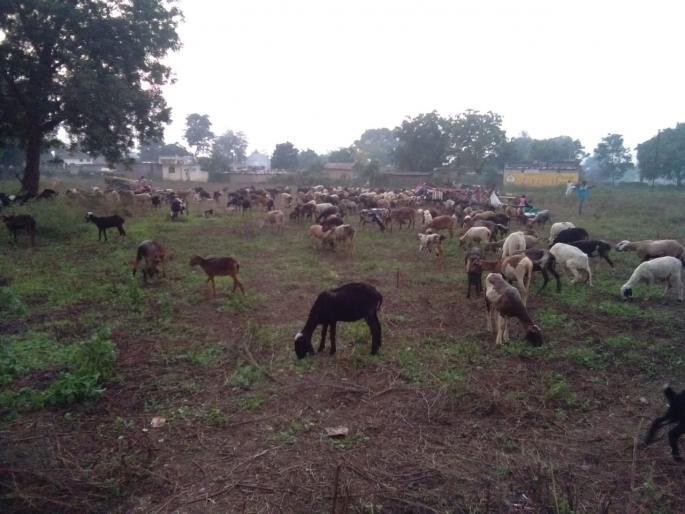 Soybeans rotten: Sheep grazing on three acres of fields |  सोयाबीन सडले: तिन एकर शेतात चारावी लागली मेंढरं Soybeans rotten: Sheep grazing on three acres of fields |  सोयाबीन सडले: तिन एकर शेतात चारावी लागली मेंढरं