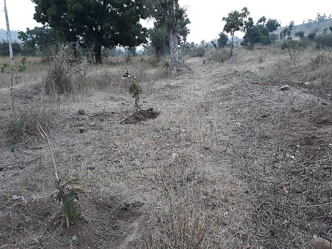 tree plantation's fiasco in Khamgaon taluka | खामगाव तालुक्यातील चिंचपूर क्षेत्रावरही वृक्ष लागवडीचा बट्टयाबोळ! tree plantation's fiasco in Khamgaon taluka | खामगाव तालुक्यातील चिंचपूर क्षेत्रावरही वृक्ष लागवडीचा बट्टयाबोळ!