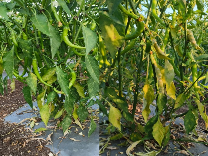 Latest News Management of powdery mildew disease on vegetable crops | भाजीपाला पिकांवर 'पावडरी मिलड्यू' रोगाचे थैमान, असं करा व्यवस्थापन