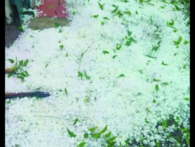 30 villages affected 936 hectares damaged agriculture department in charge | ३० गावे बाधित, ९३६ हेक्टरवर नुकसान, कृषी विभागाची धुरा प्रभारींवर 30 villages affected 936 hectares damaged agriculture department in charge | ३० गावे बाधित, ९३६ हेक्टरवर नुकसान, कृषी विभागाची धुरा प्रभारींवर