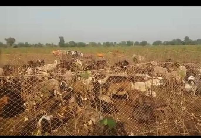 Sheep grazing in cotton field at buldhana district | पिकाला लागलेला खर्चही न निघाल्याने कपाशीत घातली मेंढरं  Sheep grazing in cotton field at buldhana district | पिकाला लागलेला खर्चही न निघाल्याने कपाशीत घातली मेंढरं
