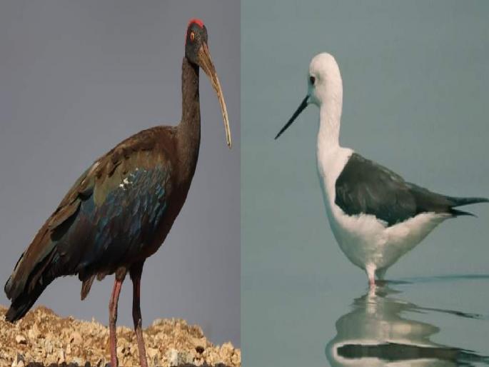 The famous Veer Dam area in Khandala taluka is currently home to a variety of colorful and attractive birds | वीर जलाशयात भरला विविधरंगी पक्षांचा मेळावा, खंडाळ्याकडे वळू लागली निसर्गप्रेमींची पावले The famous Veer Dam area in Khandala taluka is currently home to a variety of colorful and attractive birds | वीर जलाशयात भरला विविधरंगी पक्षांचा मेळावा, खंडाळ्याकडे वळू लागली निसर्गप्रेमींची पावले