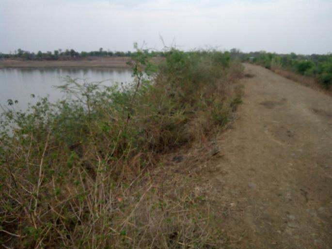 Due to the increase of tree on the wall, the danger of the Khandala irrigation project is in danger | भिंतीवर वृक्ष वाढल्याने खंडाळा सिंचन प्रकल्पाचे असित्व धोक्यात Due to the increase of tree on the wall, the danger of the Khandala irrigation project is in danger | भिंतीवर वृक्ष वाढल्याने खंडाळा सिंचन प्रकल्पाचे असित्व धोक्यात