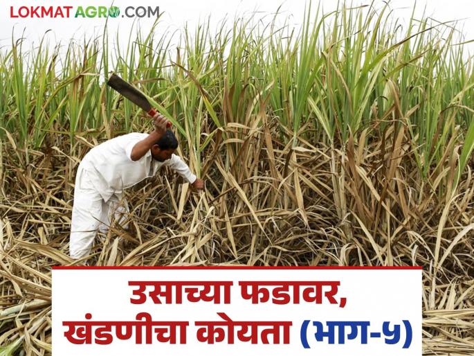 Sugarcane Harvesting : cant given additional money for sugarcane harvesting under khushali | Sugarcane Harvesting : ऊसतोड खंडणीचा पाडू कंडका; खडसावून सांगा खुशाली देणार नाही