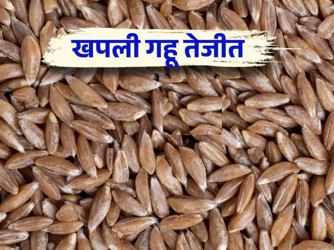 Gahu Bajar Bhav : This farmer's khapali wheat fetched the highest price in Supe sub market of Baramati Read more | Gahu Bajar Bhav : बारामतीच्या सुपे उपबाजारात या शेतकऱ्याच्या खपली गव्हाला मिळाला सर्वाधिक दर.. वाचा सविस्तर Gahu Bajar Bhav : This farmer's khapali wheat fetched the highest price in Supe sub market of Baramati Read more | Gahu Bajar Bhav : बारामतीच्या सुपे उपबाजारात या शेतकऱ्याच्या खपली गव्हाला मिळाला सर्वाधिक दर.. वाचा सविस्तर